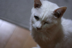 neko.jpg