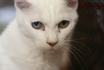 satuki-1.jpg