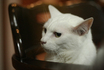 satuki-2.jpg