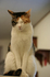 neko2.jpg