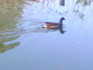 NEC_0156.jpg